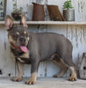 AKC Registered French Bulldog For Sale Millersburg OH Male-Jasper