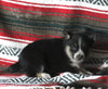 Texas Heeler Siberian Husky Mix For Sale Fredericksburg OH Male-Timmy