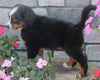 AKC Registered Bernese Mountain Dog For Sale Brinkhaven OH Male-Buster