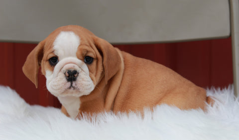 Beabull For Sale Wooster, OH Female- Ava