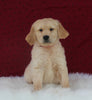 AKC Registered Golden Retriever For Sale Fredericksburg OH Male-Bozo