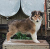 AKC Registered Collie Lassie For Sale Fredricksburg OH Male-Howard