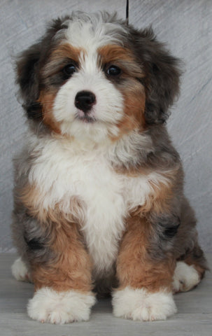 Mini Bernedoodle For Sale Millersburg OH Female-Amber