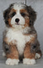 Mini Bernedoodle For Sale Millersburg OH Female-Amber