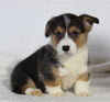 AKC Registered Pembroke Welsh Corgi For Sale Millersburg OH Male-Rocky