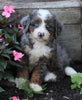 Mini Bernedoodle For Sale Millersburg OH Female-Kayla