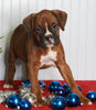 Boxer For Sale Fredericksburg OH Male-Max
