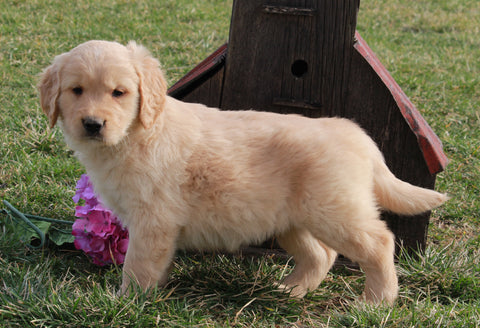 AKC Registered Golden Retriever For Sale Fredericksburg, OH Male- Leo