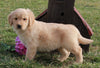 AKC Registered Golden Retriever For Sale Fredericksburg, OH Male- Leo