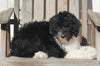 Aussiedoodle For Sale Millersburg OH Male-Wyatt