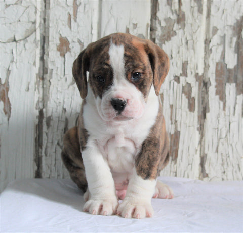 Beabull For Sale Holmesville, OH Male- Dexter