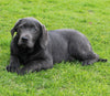 AKC Registered Labrador Retreiver For Sale Sugarcreek OH Male- Sparky