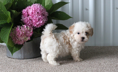 Shih-Poo For Sale Dundee OH Female Skye