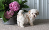 Shih-Poo For Sale Dundee OH Female Skye