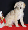 Medium F1B Labradoodle For Sale Millersburg OH Female-Hope