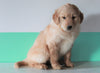 AKC Registered Golden Retriever For Sale Dundee, OH Female- Luna