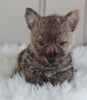 AKC Registered Cairn Terrier For Sale Millersburg OH Male-Coco