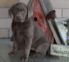 AKC Registered Labrador Retriever Silver For Sale Sugarcreek OH Female-Lola