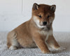 AKC Registered Shiba Inu For Sale Millersburg OH Male-Bradley