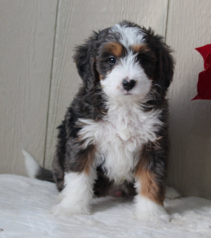 Mini Bernedoodle For Sale Millersburg OH Male-Caleb