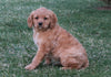 F1B Medium Labradoodle For Sale Millersburg, OH Female- Charlotte