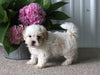Shih-Poo For Sale Dundee OH Female Skye