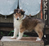 AKC Registered Collie Lassie For Sale Fredricksburg OH Male-Howard