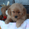 AKC Registered Golden Retriever For Sale Brinkhaven OH Female-Daisy