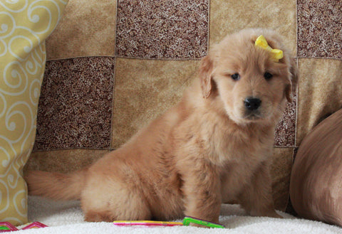 Golden Retriever For Sale Sugarcreek, OH Male- sonny