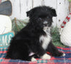 Pomapoo For Sale Millersburg OH Male-Bear
