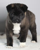 AKC Registered Akita For Sale Millersburg OH Male-Zeus