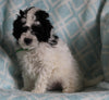 Shih-Poo For Sale Applecreek OH Male-Skipper