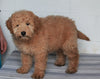 Goldendoodle For Sale Fredericksburg, OH Female- Fluffy