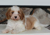 Cavapoo For Sale Sugarcreek OH Male-Samson