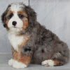Mini Bernedoodle For Sale Millersburg OH Female-Amber