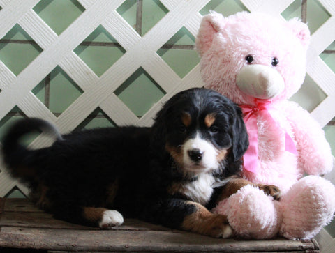 AKC Registered Bernese Mountain Dog For Sale Millersburg, OH Female- Liza