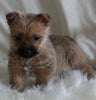 AKC Registered Cairn Terrier For Sale Millersburg OH Female-Tara