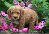 F1BB Mini Labradoodle For Sale Millersburg OH Female- Eliza