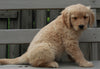 Golden Retriever For Sale Fredericksburg OH Male -Andre'