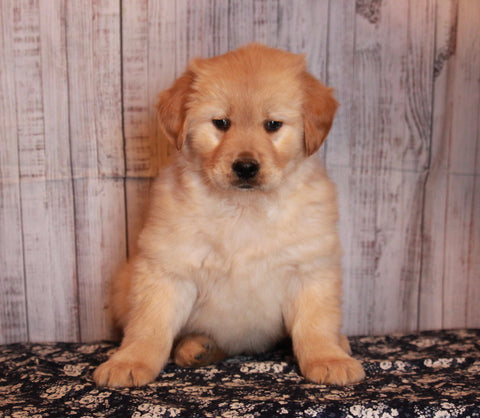 AKC Golden Retreiver For Sale Fredricksburg OH Male-Ace