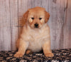 AKC Golden Retreiver For Sale Fredricksburg OH Male-Ace
