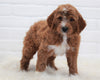 Goldendoodle (Standard) For Sale Dundee, OH Female- Annabelle