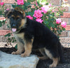 AKC Registered German Shepherd For Sale Millersburg OH Female-Rosalie