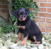 AKC Registered Rottweiler For Sale Shreve OH Female-Bella