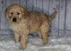 Goldendoodle For Sale Sugarcreek, OH Male- Cooper