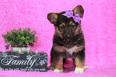 German Shepherd Mix For Sale Millersburg OH Female-Jannette