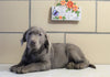 AKC Registered Labrador Retriever For Sale Sugarcreek, OH Male- Diesel