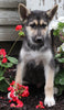 German Shepherd Husky For Sale Millersburg OH Male-Rocky
