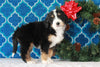 Bernedoodle (Standard) For Sale Sugarcreek, OH Female- Daisy