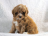 Cockapoo F1B For Sale Sugarcreek, OH Female- Mia